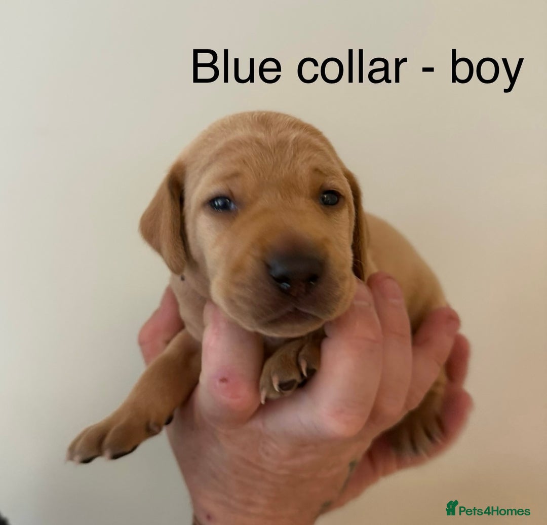 Mixed Breed dogs for sale: Pointer-vizsla-dor puppies - Image 2