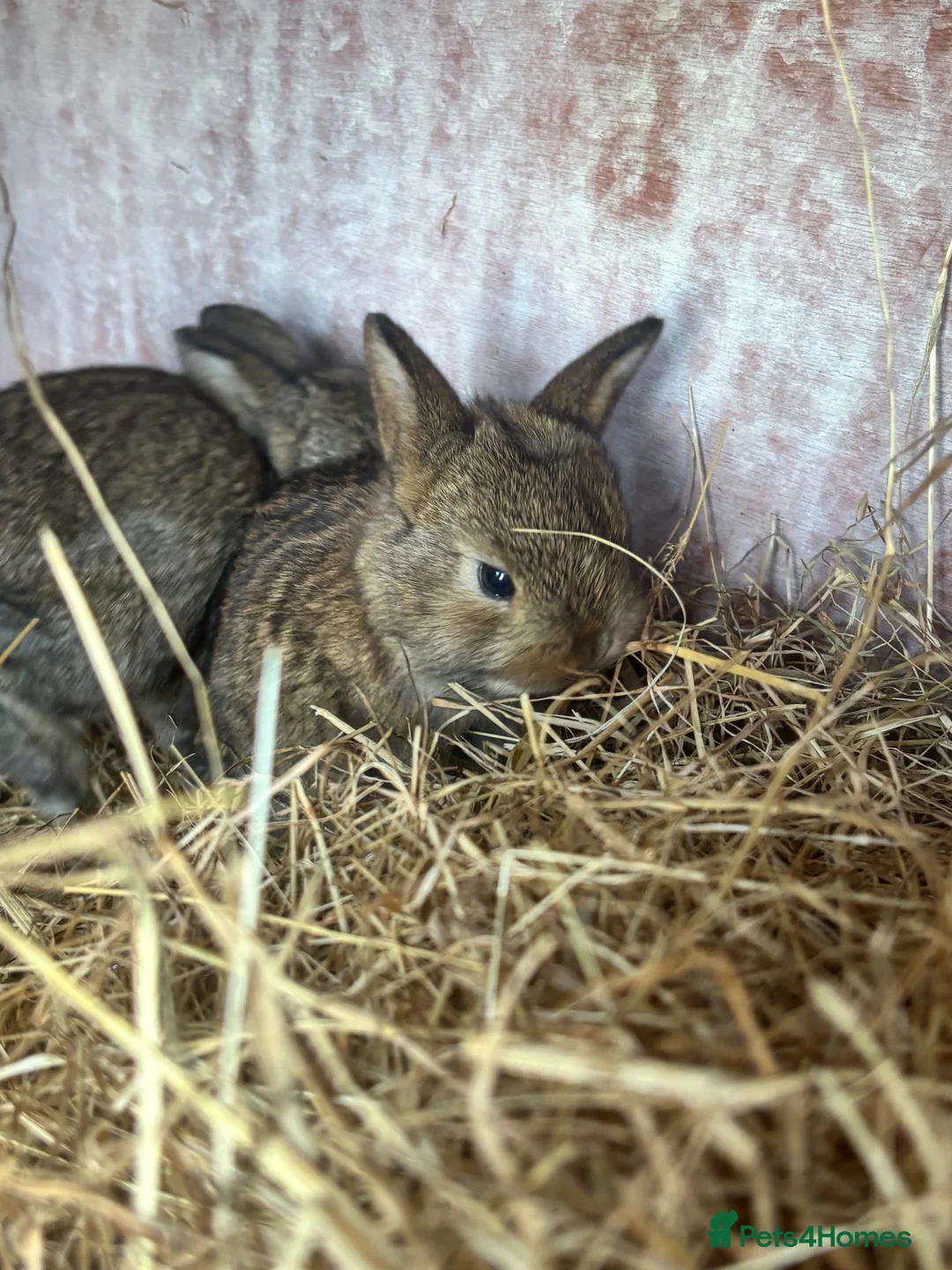 Mixed Breed rabbits for sale: Baby rabbits - Advert 10