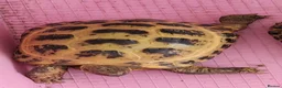 Tortoise reptiles for sale: Horsefield tortoise  - Advert 2