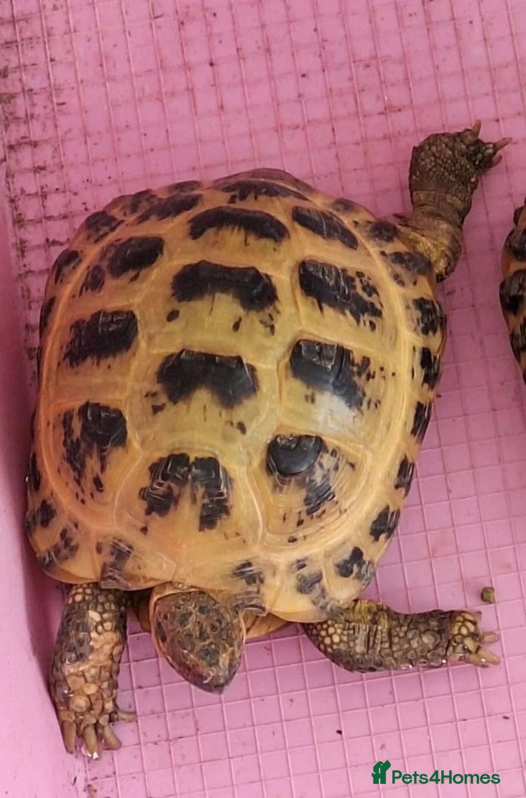 Tortoise reptiles for sale: Horsefield tortoise  - Advert 2