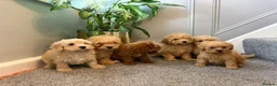 Coton De Tulear dogs for sale: COTON NOODLES PUPPIES READY NOW  - Advert 12