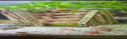 Snails fish for sale: Red ramshorn snails - Advert 2