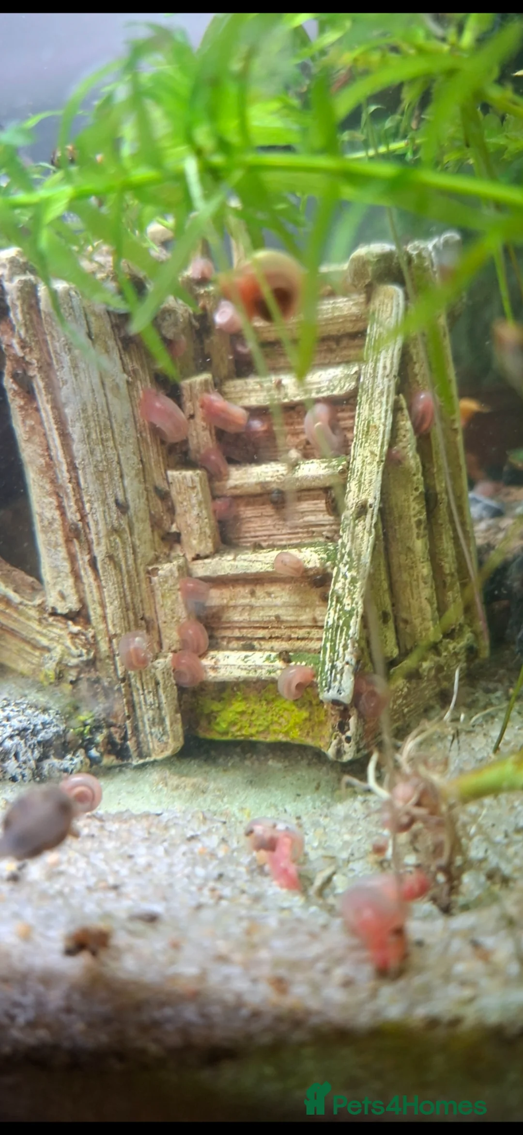 Snails fish for sale: Red ramshorn snails - Advert 2