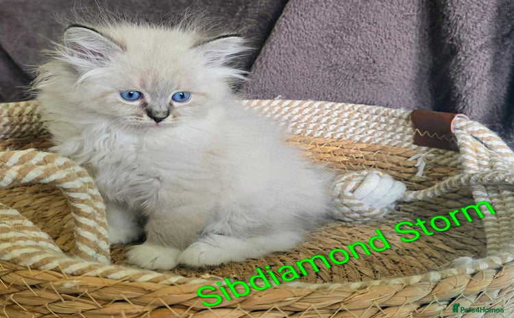 Siberian cats - Advert 2