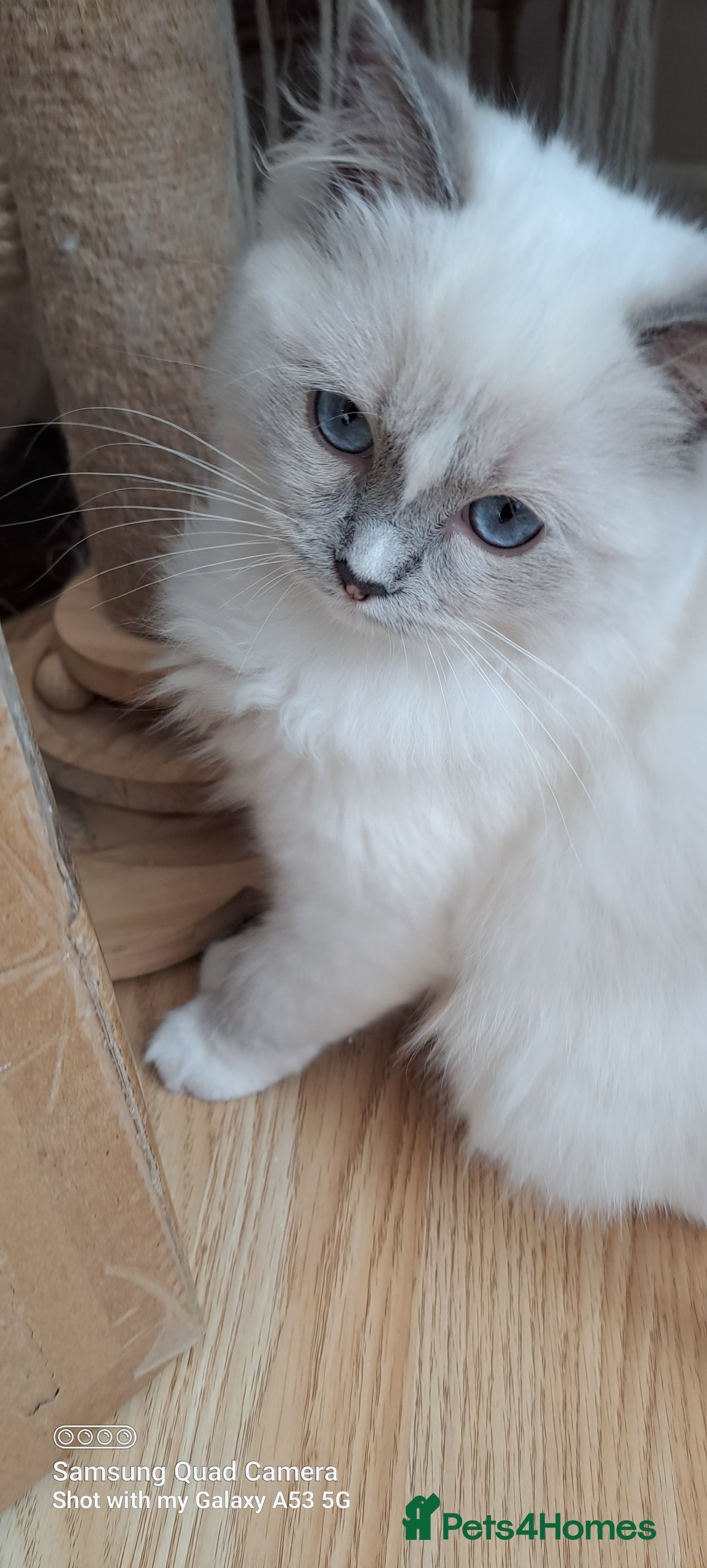 Ragdoll cats GCCF reg Ragdoll kittens  - Advert 15