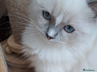 Ragdoll cats GCCF reg Ragdoll kittens - Advert 15