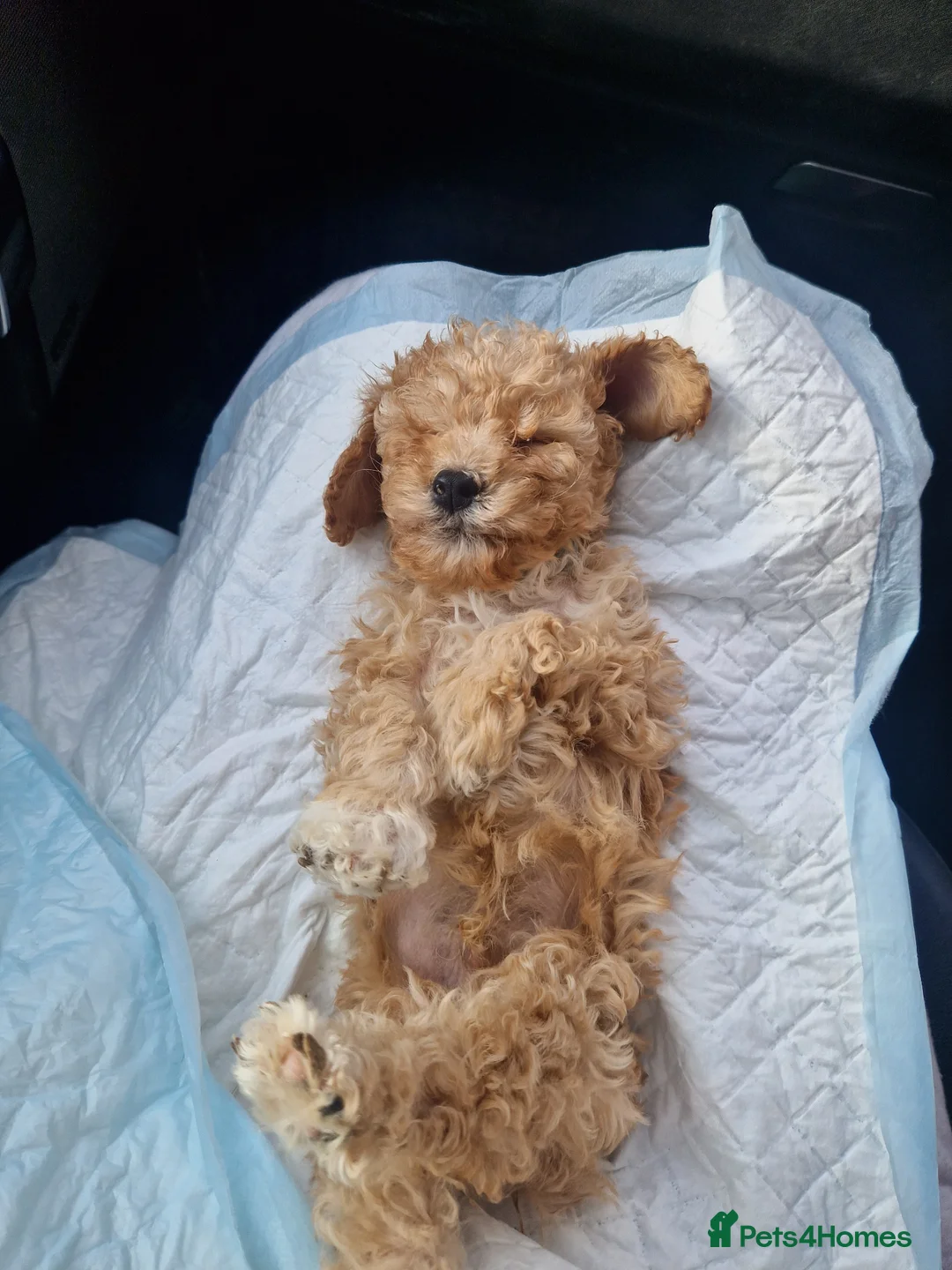 Cockapoo dogs for sale: TOY COCKAPOO PUPPY in Thirsk - Advert 1