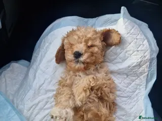 Cockapoo dogs TOY COCKAPOO PUPPY - Advert 18