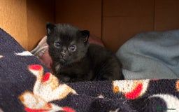 Mixed Breed cats for sale: Male mixed older kitten  - Image 8