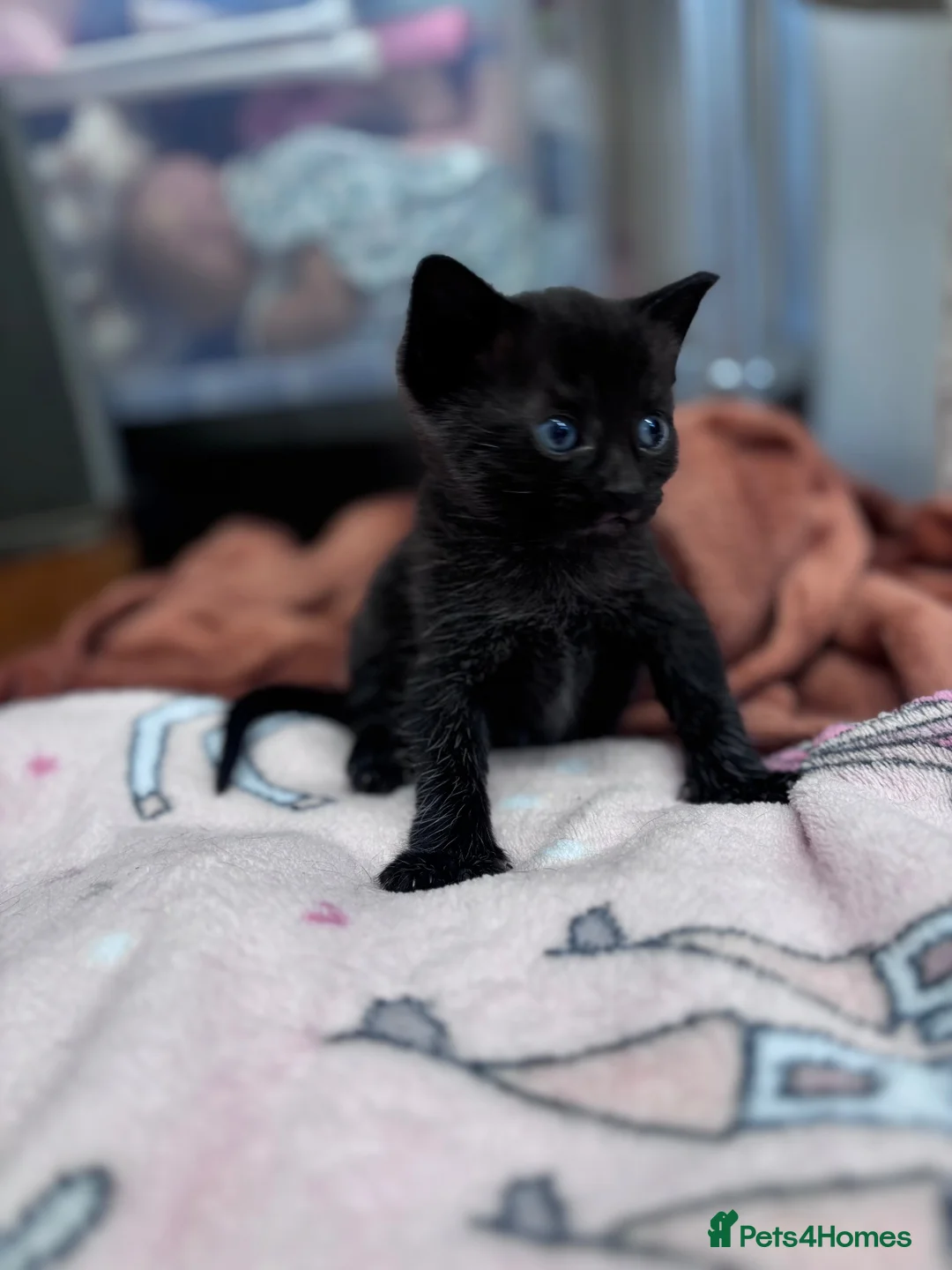 Mixed Breed cats for sale: Black kitten for sale  - Advert 3