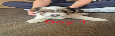 Biewer Terrier 1