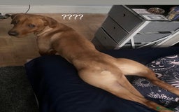 Labrador Retriever dogs for stud: Labrador Retriever for stud - Image 5