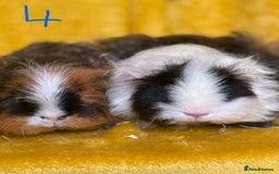 Guinea Pig rodents for sale: Pairs and a group - Image 4