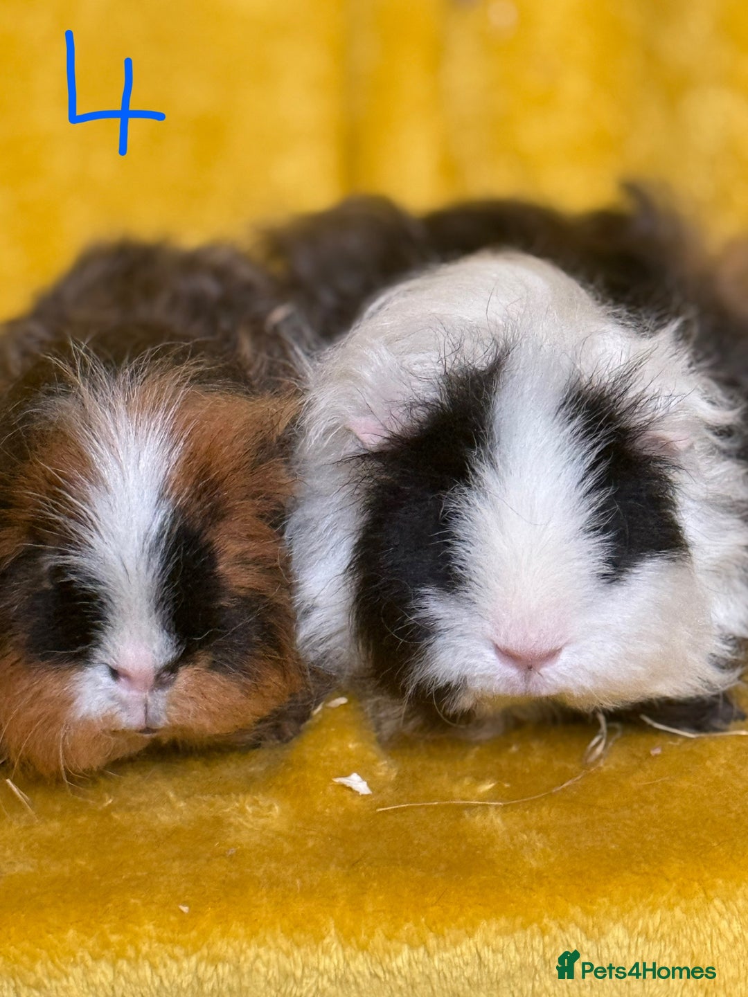 Guinea Pig rodents for sale: Pairs and a group - Image 4