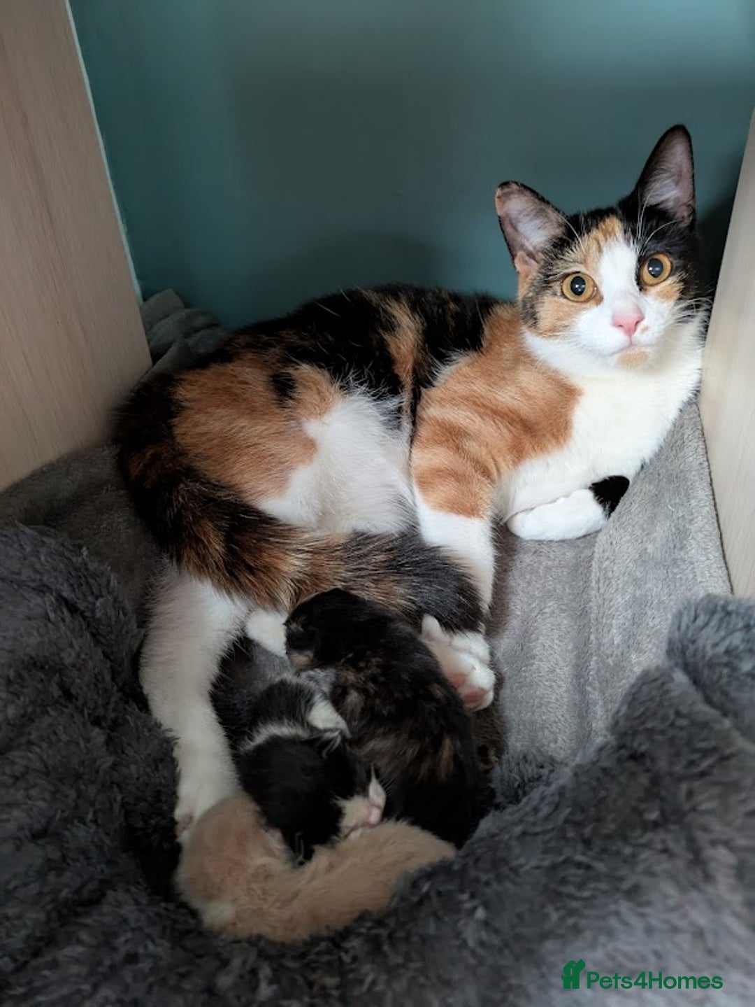 Domestic Shorthair cats for sale: Gorgeous Trio of Kittens to go together - Image 2