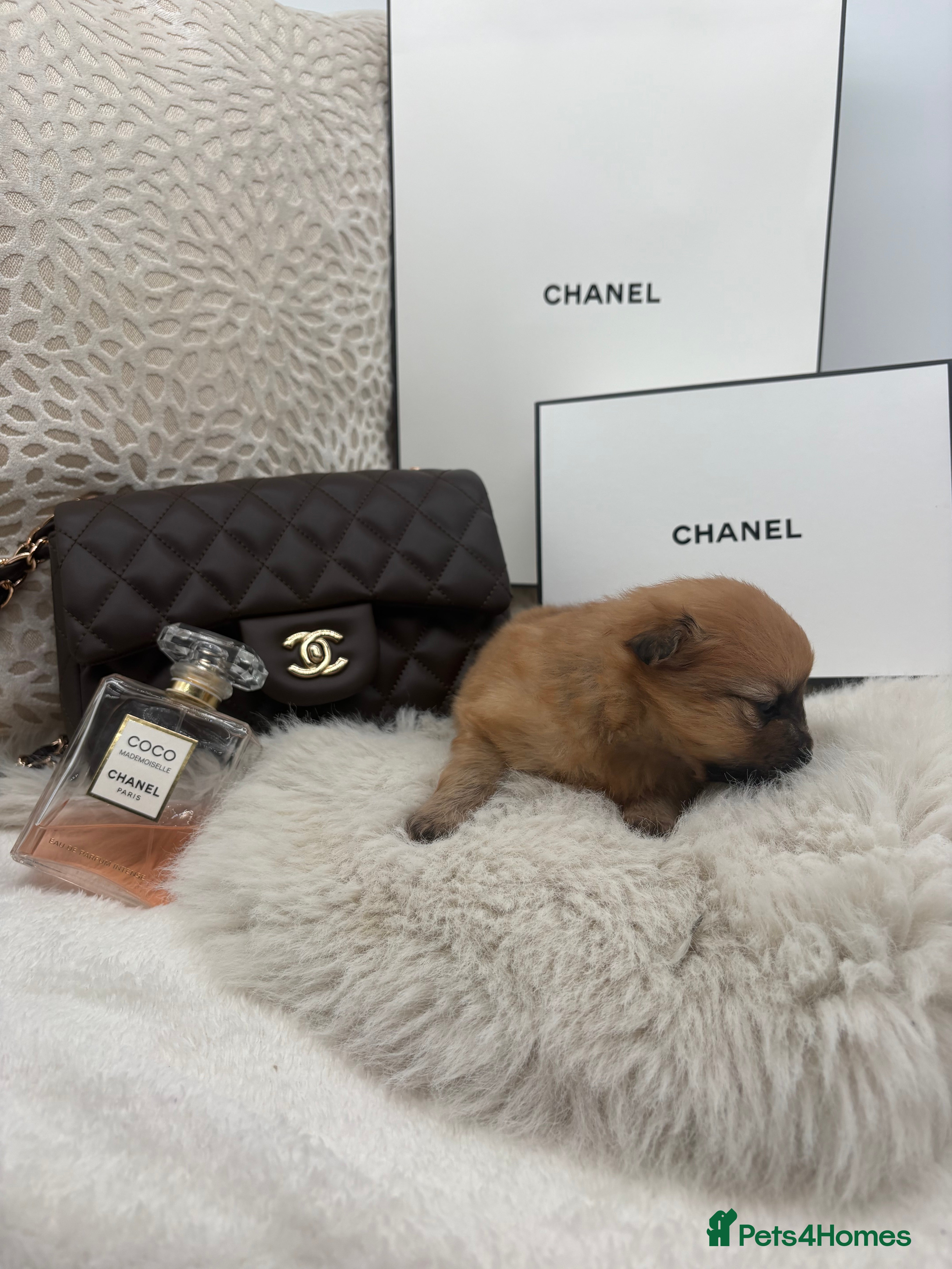 Pomeranian dogs for sale: Beautiful pomerian puppys ready now🐻 - Advert 3