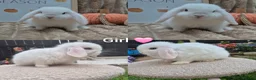 Mini Lop rabbits for sale: Mini lops - Advert 3