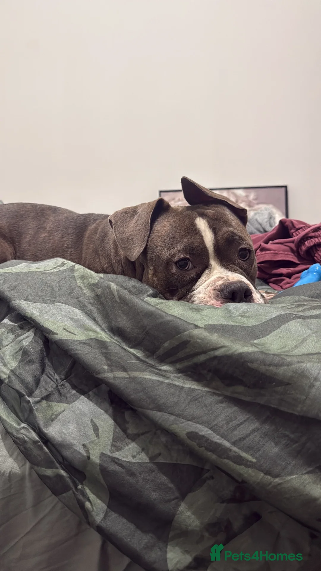 American Bully dogs for sale: Lila lu in Oldham - Advert 2