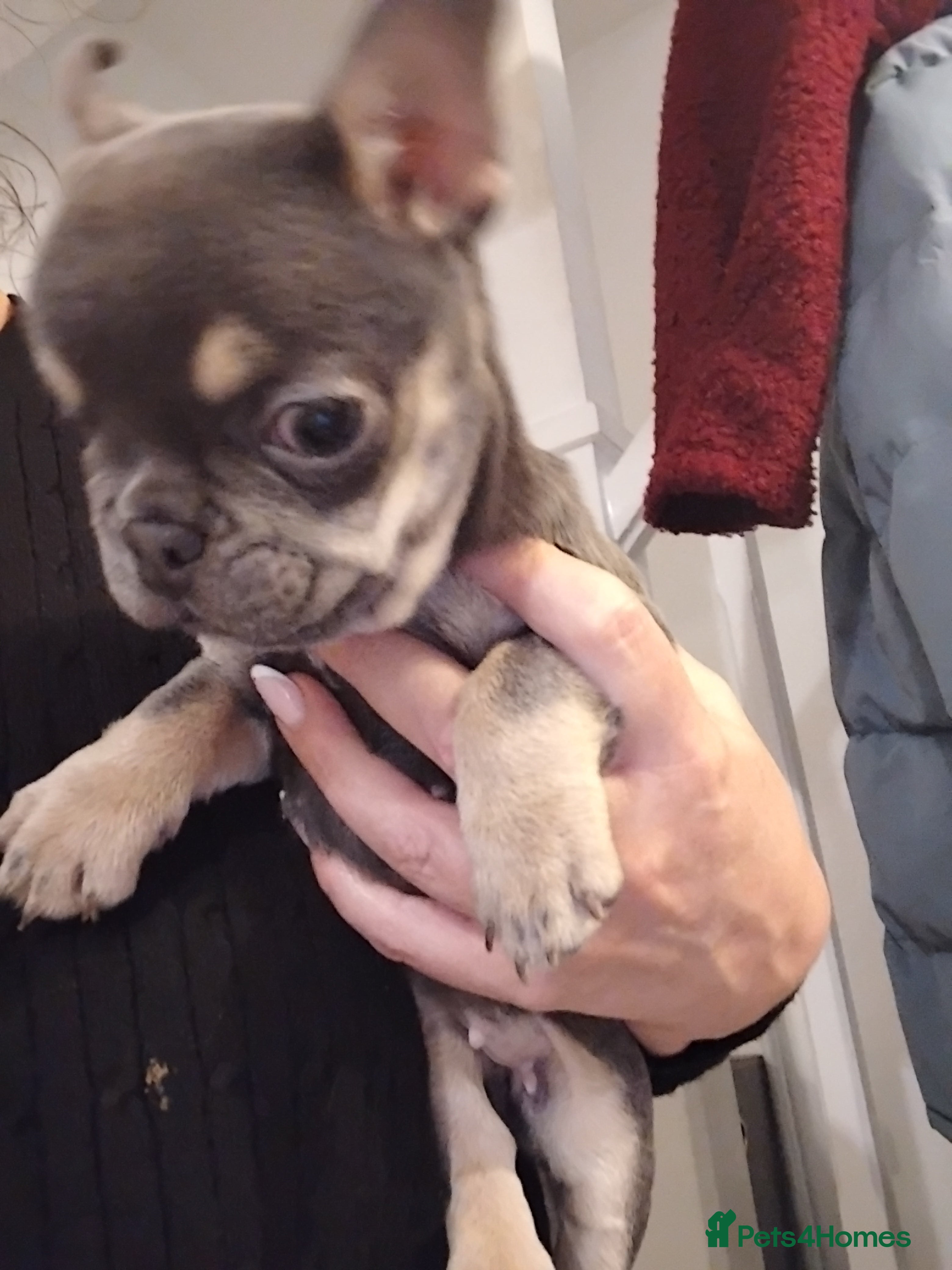 French Bulldog dogs Beautiful blue and tan frenchie bitch - Advert 2