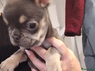 French Bulldog dogs Beautiful blue and tan frenchie bitch - Advert 2