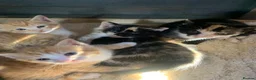 Mixed Breed cats for sale: Kittens - Advert 12
