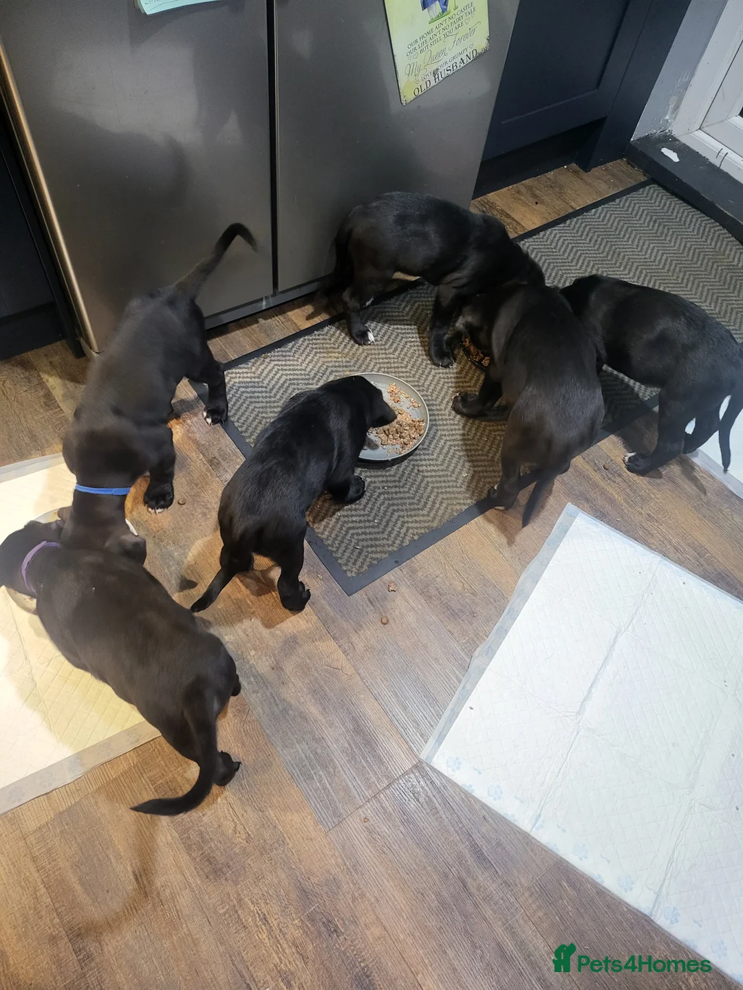 Mixed Breed dogs for sale: Cane Corso X Newfoundland/Labrador Puppies - Advert 6