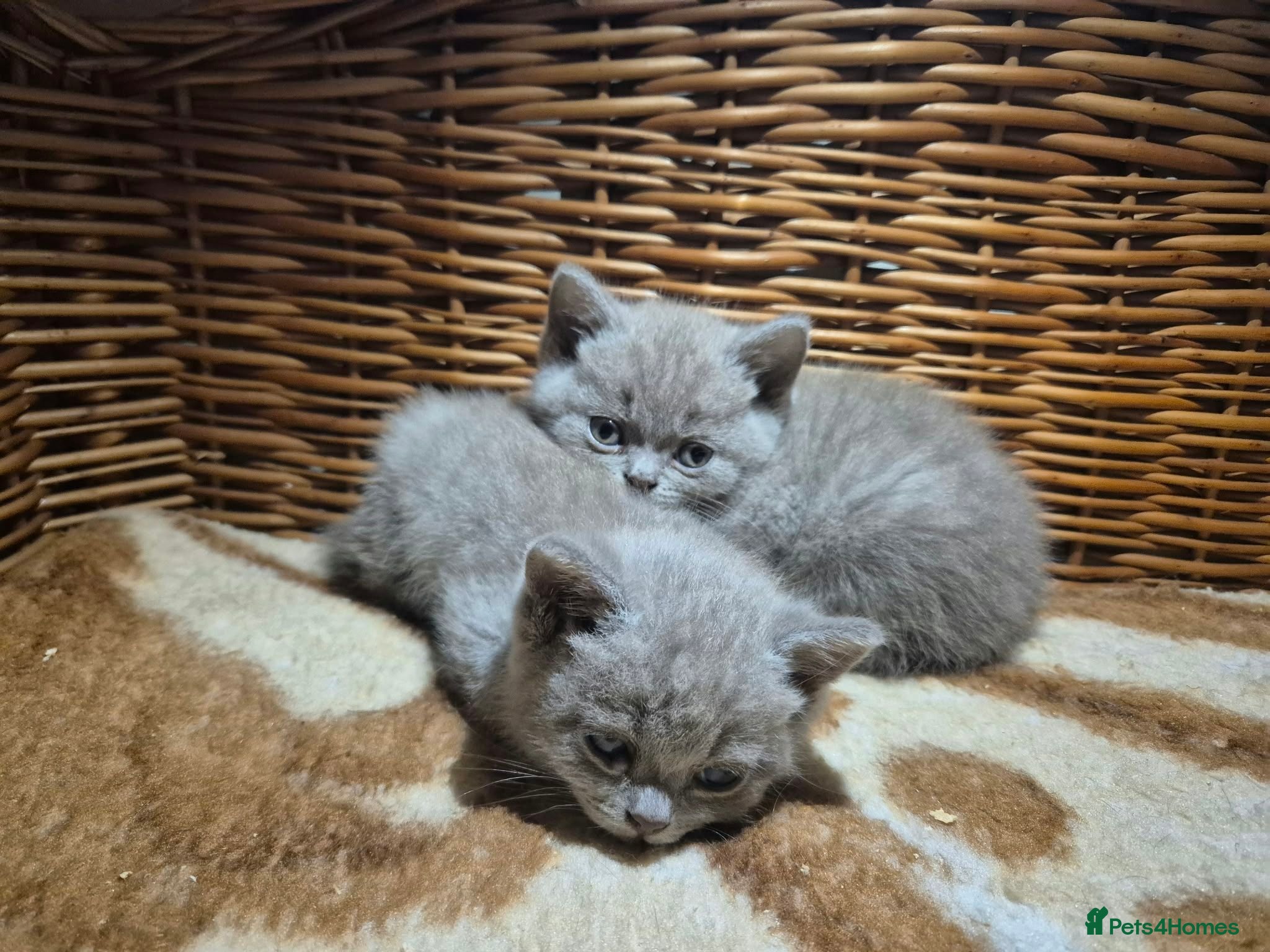 British Shorthair cats 🐾 Beautiful British Shorthair Kittens  🐾 - Advert 1