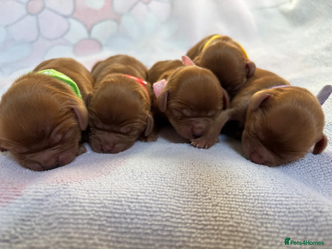 Cavalier King Charles Spaniel dogs for sale: Ruby Cavalier King Charles Spaniels  - Advert 2