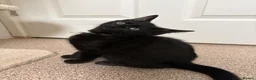 Mixed Breed cats for sale: Kittens looking for new homes - Advert 16