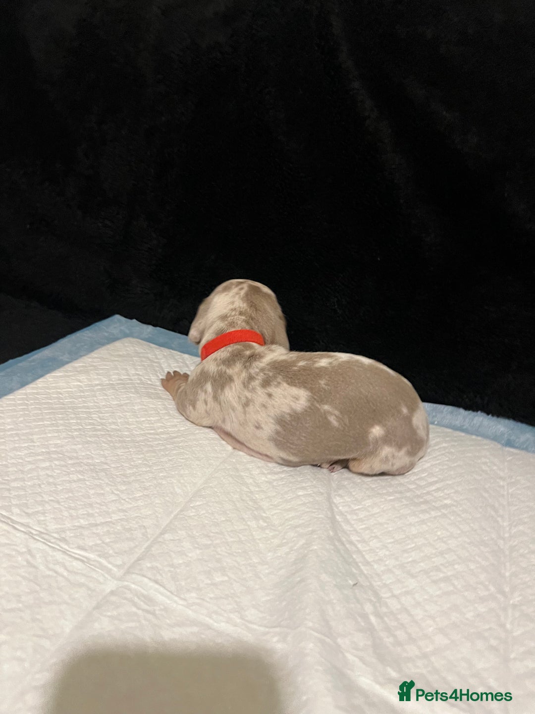 Dachshund dogs for sale:    🌈 Stunning Dachshund puppies 🌈  - Image 11