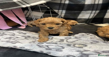 Maltipoo dogs - Advert 6