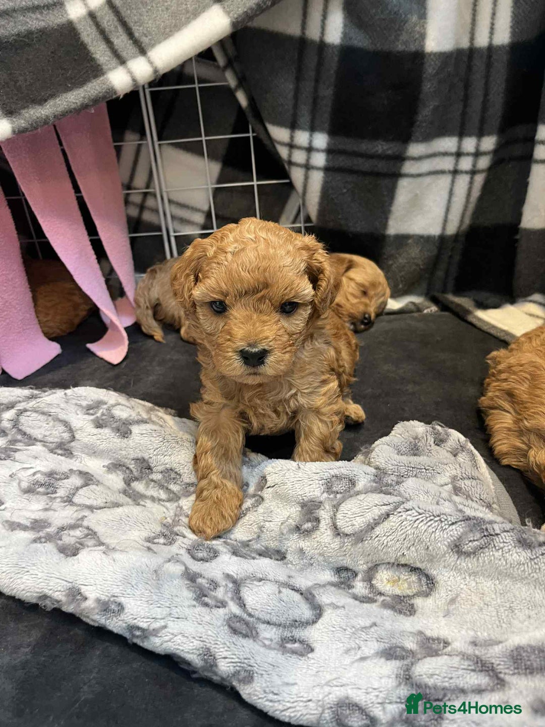 Maltipoo dogs for sale: We have six beautiful Malti-Poo’s - Image 2
