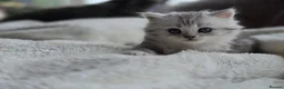 British Longhair cats for sale: Most Beautiful British Longhair Kittens - Advert 9