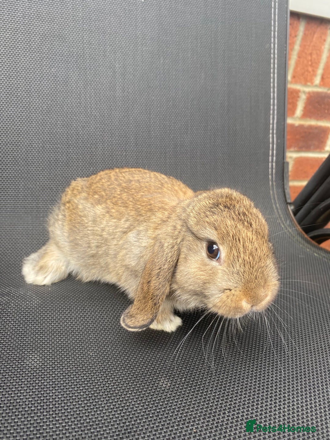 French Lop rabbits for sale: Baby lops  - Image 26