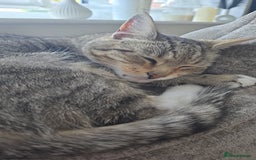Mixed Breed cats for sale: Female mother and daughter  - Image 3