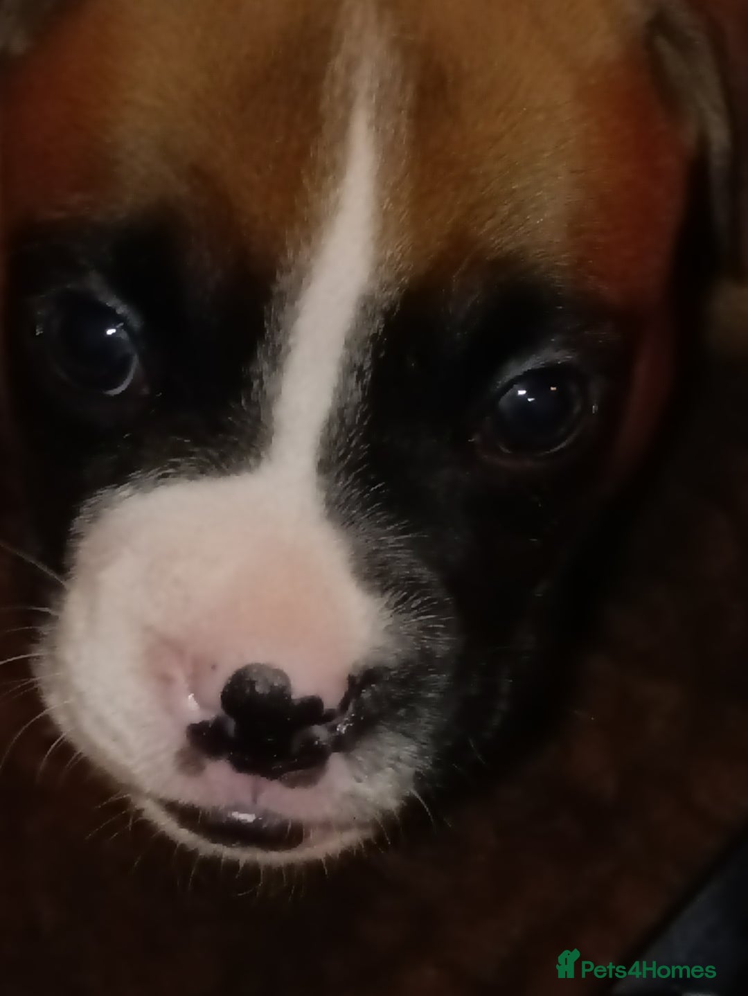 Boxer dogs for sale: Beautiful litter of six - Advert 18