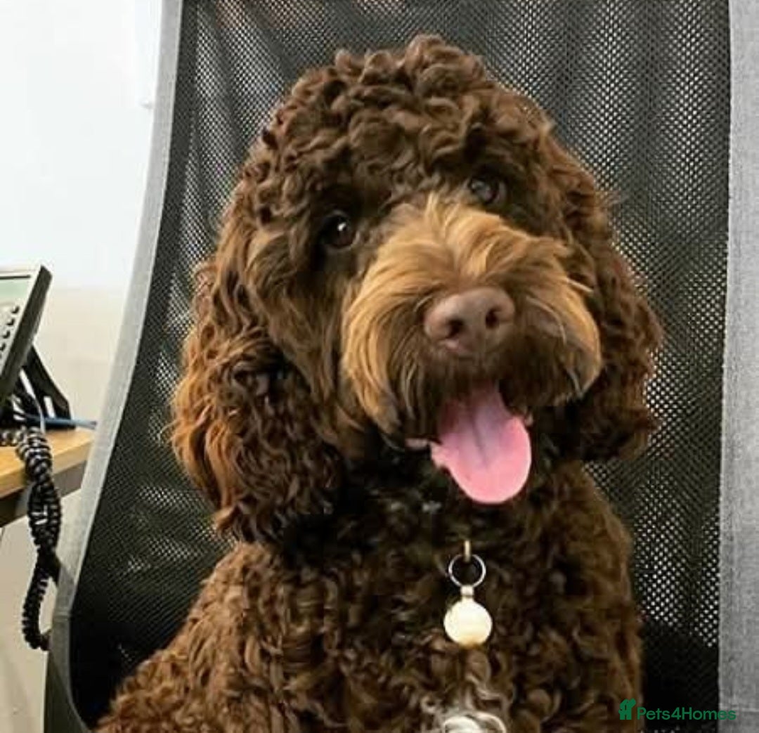 Cockapoo dogs Show cockapoo litter due in 2 weeks!  - Advert 15