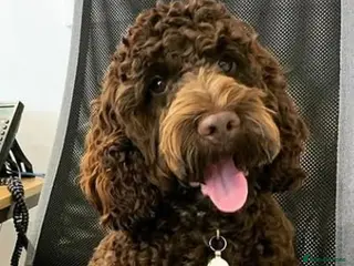 Cockapoo dogs Show cockapoo litter due in 2 weeks! - Advert 15