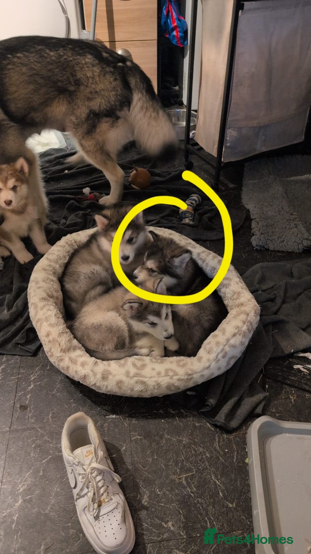 Alaskan Malamute dogs for sale: 2 left KC Alaskan malamute puppies champion lines - Advert 21