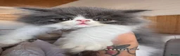 Exotic cats for sale: Exotic Persian kittens - Advert 4