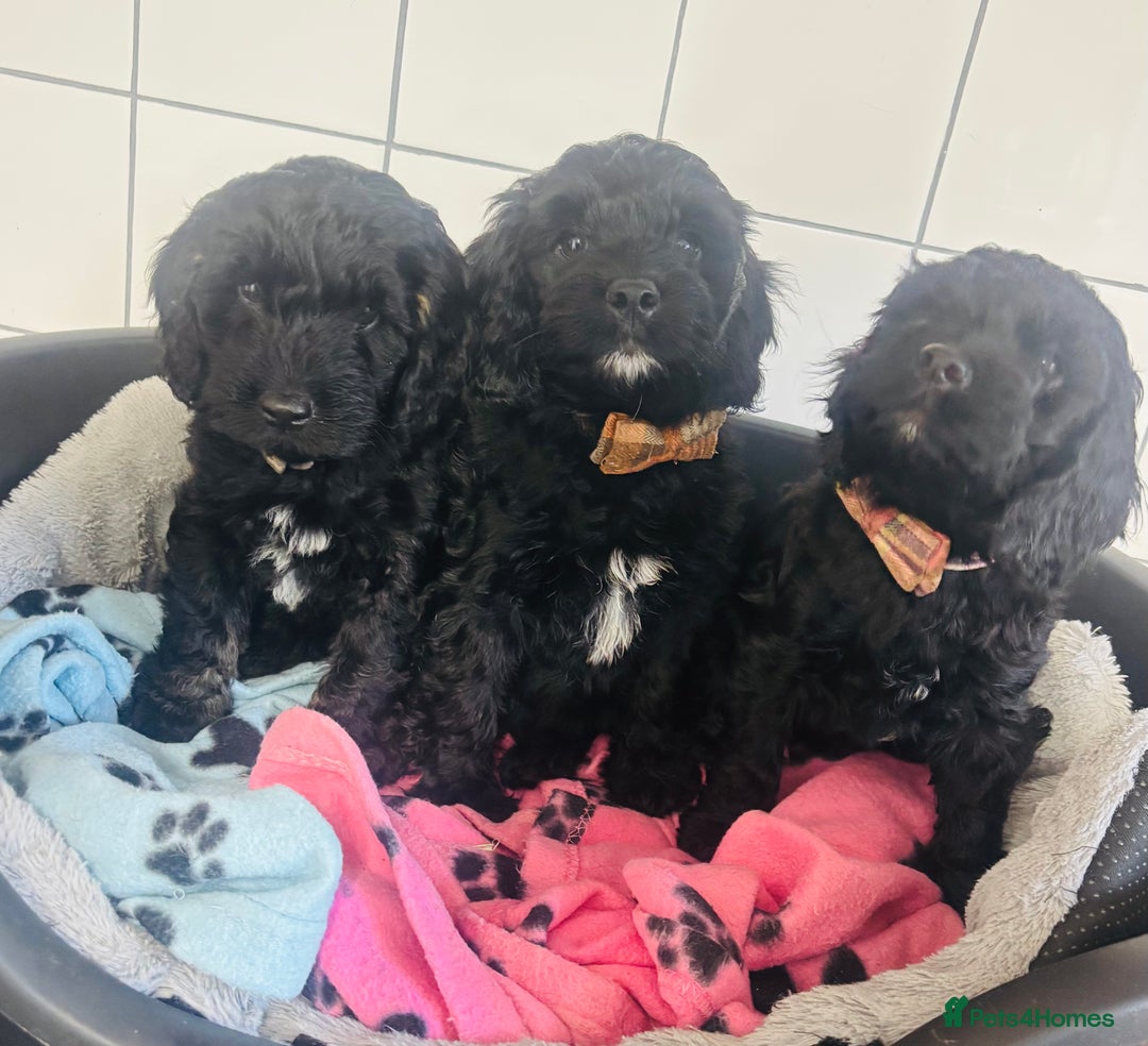 Cockapoo dogs for sale: F1 Cockapoo Puppies (1 boy and 2 girls left)  - Image 1