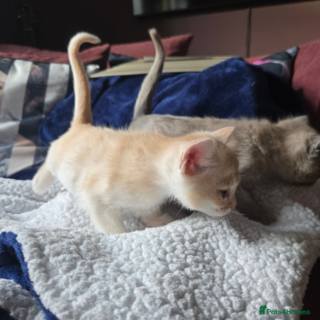 Burmese cats for sale: Pure pedigree, Registered Burmese,Vet checked 2x - Advert 9