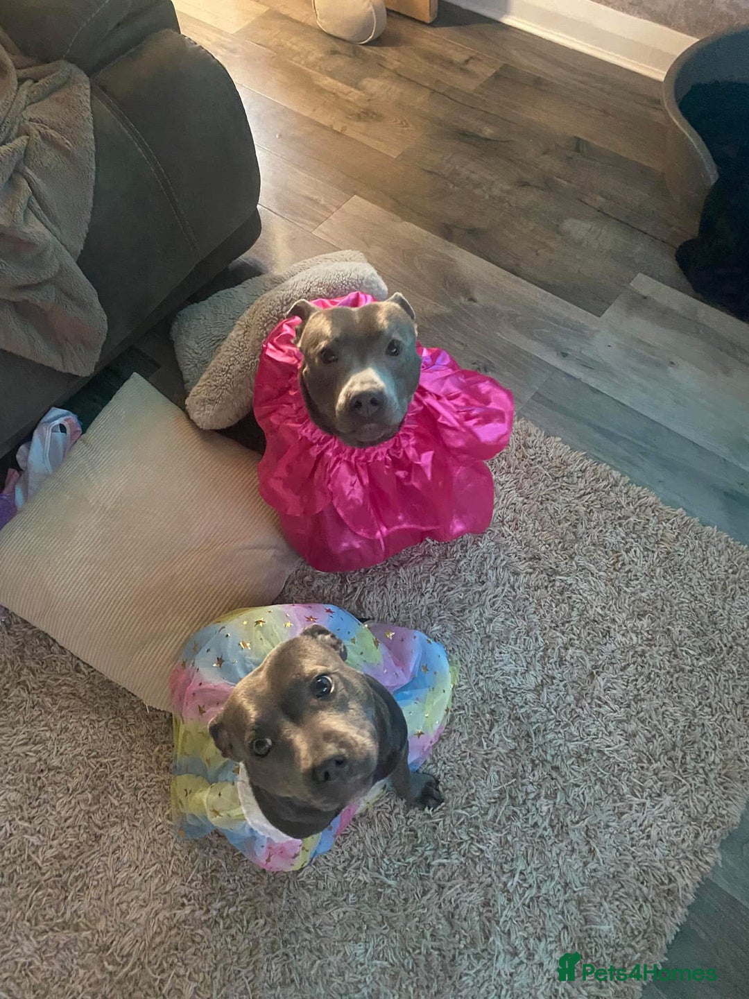Staffordshire Bull Terrier dogs for sale: 7 gorgeous blue/lilac staffies - Image 17