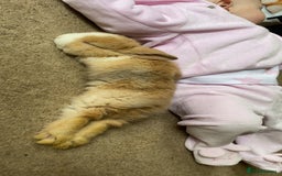 Lionhead rabbits for sale: ⭐️Beautiful Lionhead bunnies⭐️ - Image 7