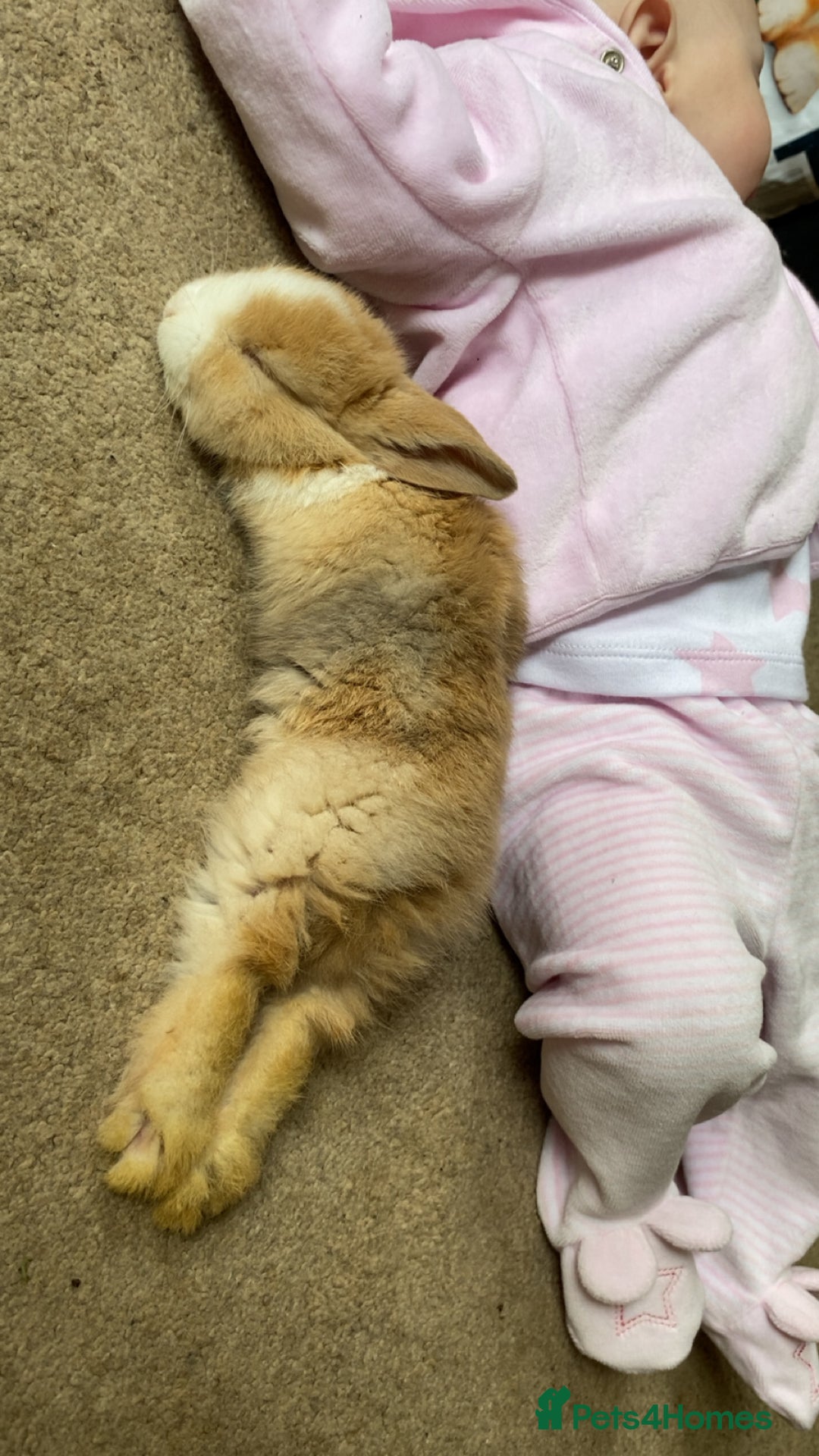 Lionhead rabbits for sale: ⭐️Beautiful Lionhead bunnies⭐️ - Image 7