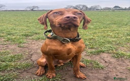 Hungarian Vizsla dogs for sale: Cooper  - Image 7
