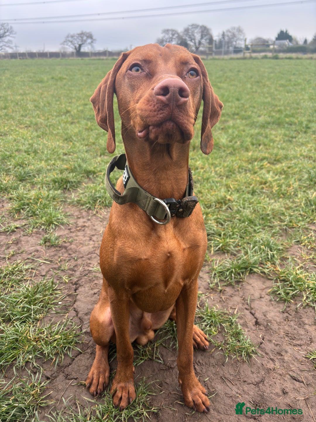 Hungarian Vizsla dogs for sale: Cooper  - Image 7