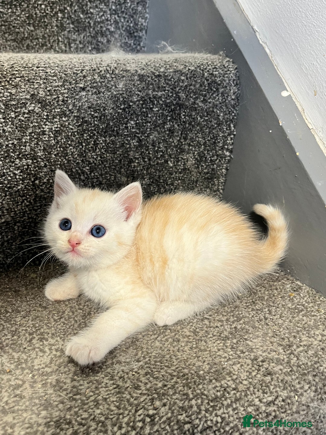 Maine Coon cats for sale: 3/4 Maine coon x kittens - Image 9