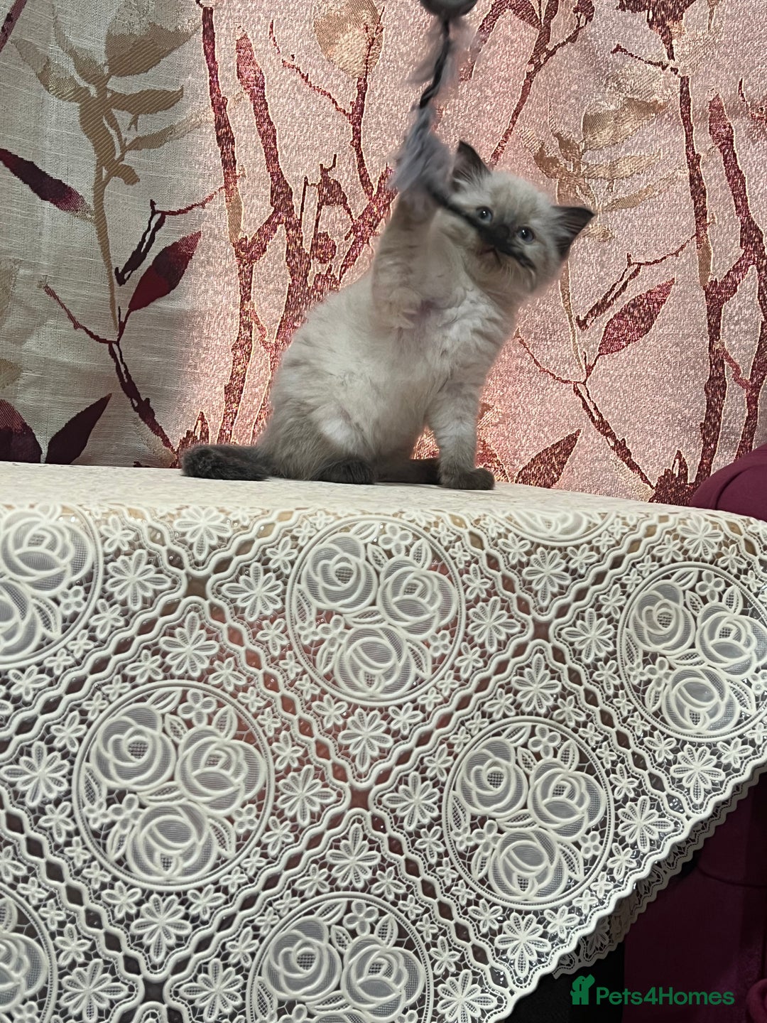 Ragdoll cats for sale: Cute ragdoll🌹🤎 - Image 21