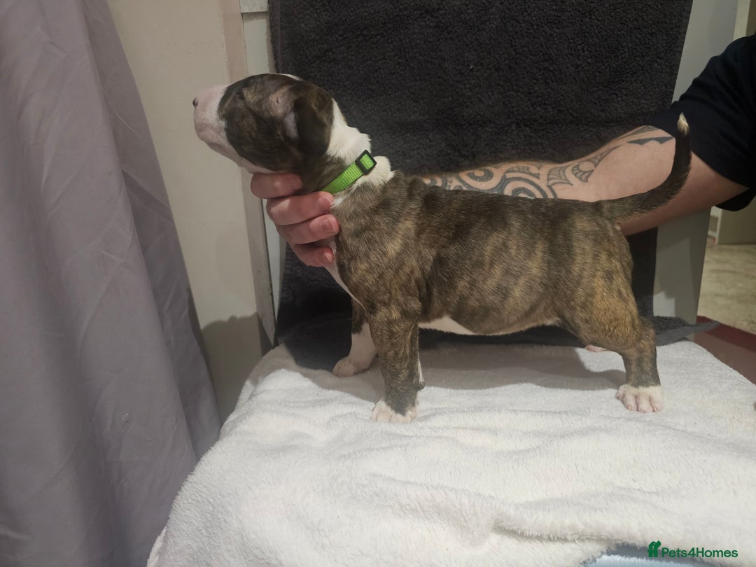 English Bull Terrier dogs for sale: Top Quality KC English Bull Terrier Puppies - Advert 8